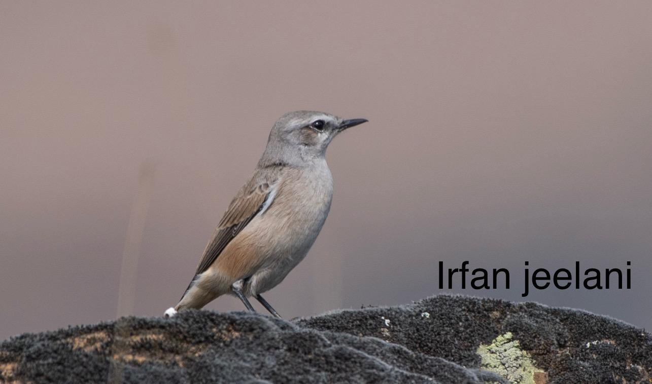 First Photographic Record Of Persian Wheatear In Kashmir