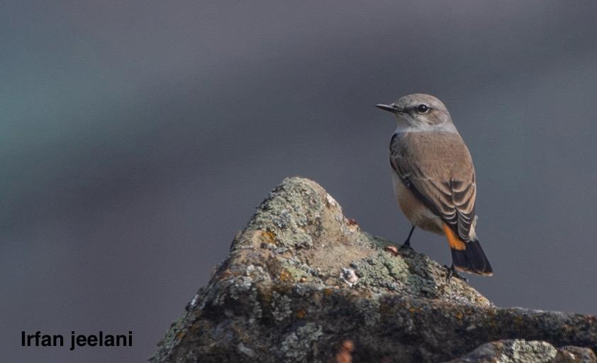 Irfan Jeelani/Birds of Kashmir