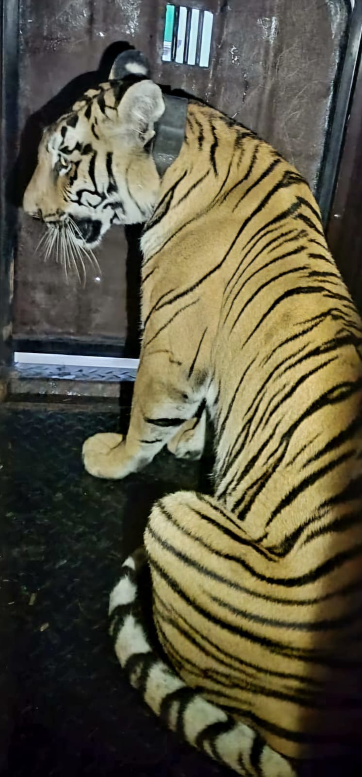 Tigress Zeenat