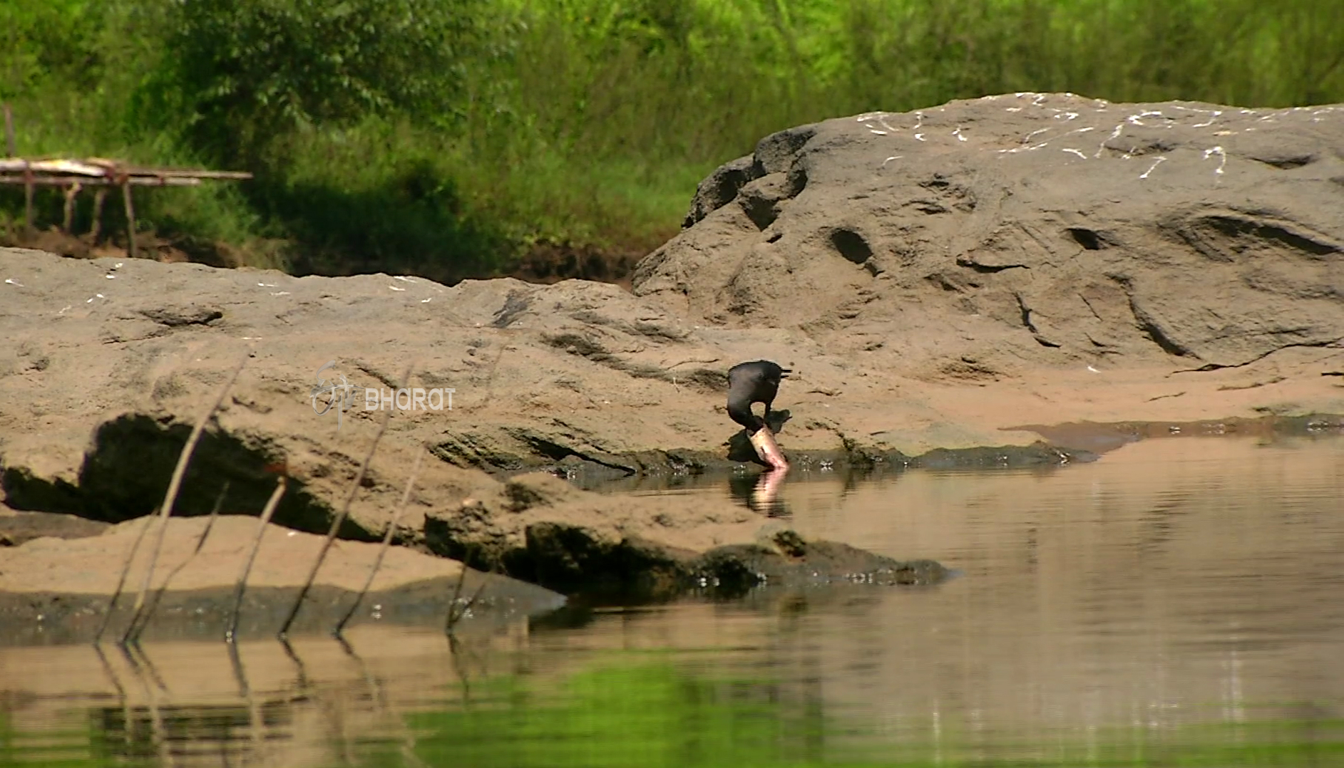 Poison to Tunga river