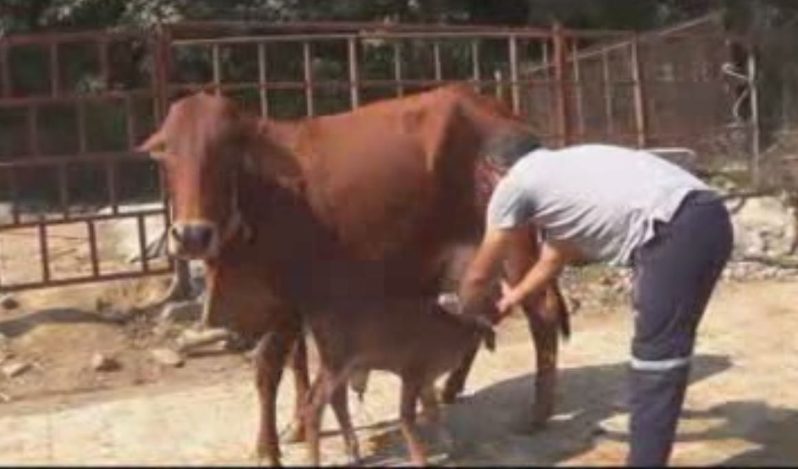 Cattle rearing as Business