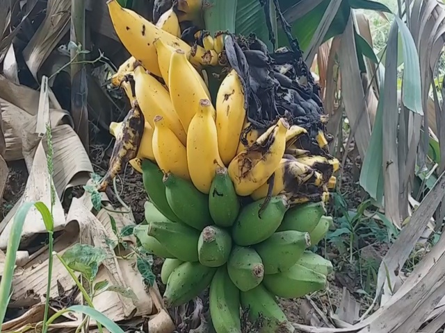 banana price decline