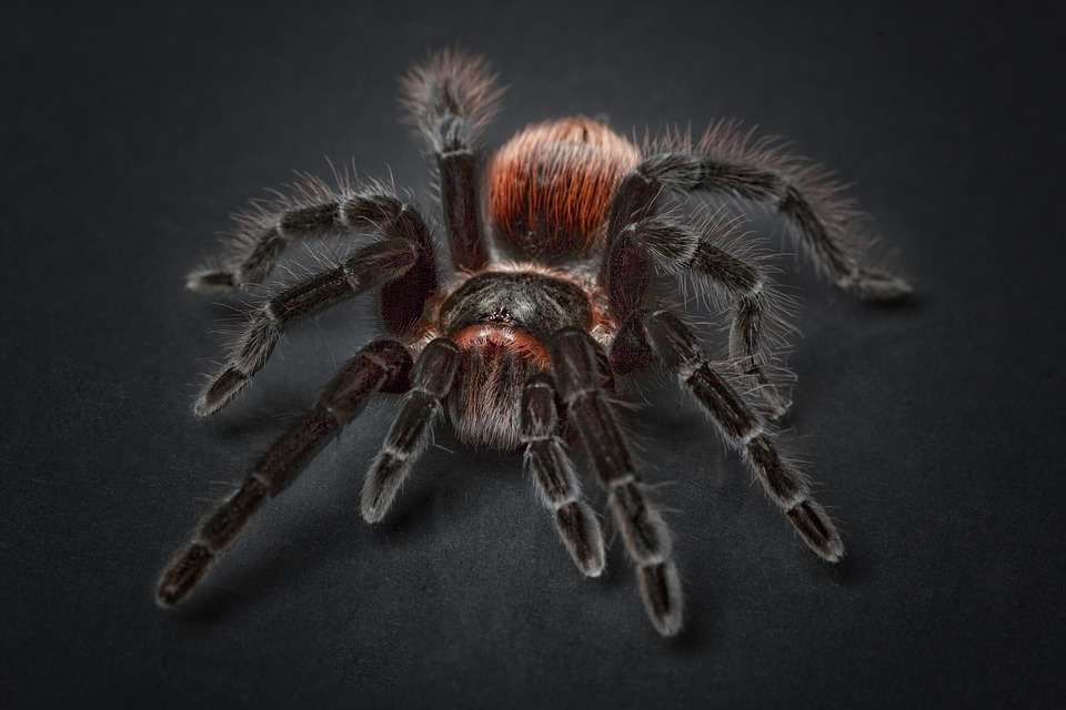 tarantula