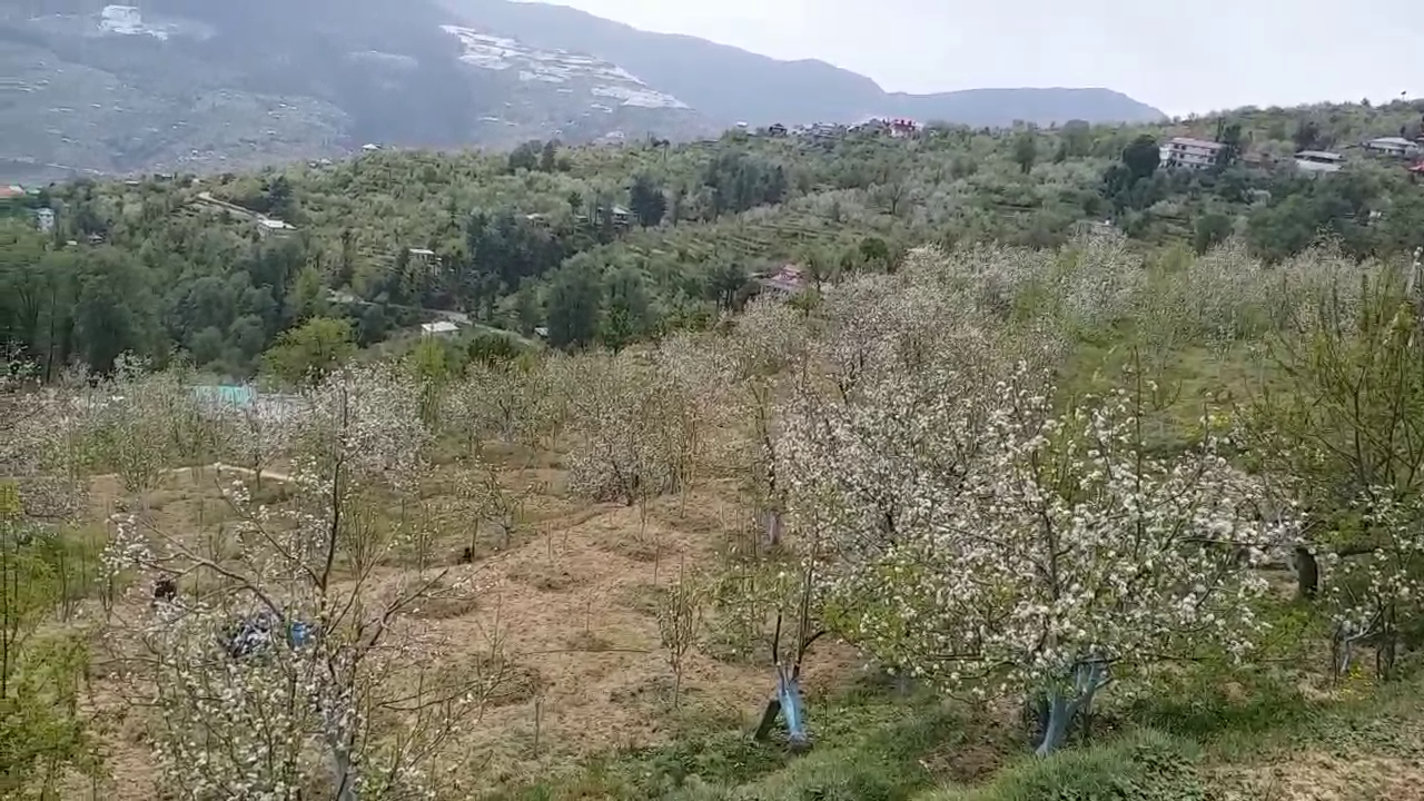 gardeners heavy loss due to hail