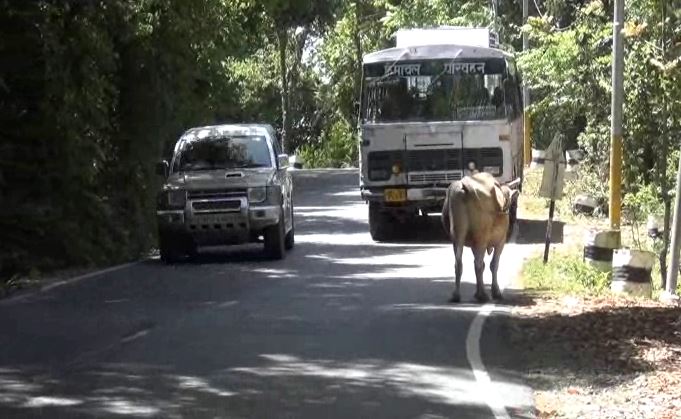 people facing problem due to stray animals in chamba