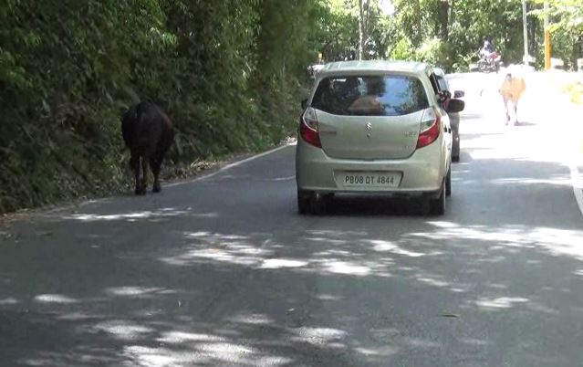 people facing problem due to stray animals in chamba