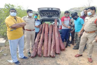 red sandal caught at pulicharla