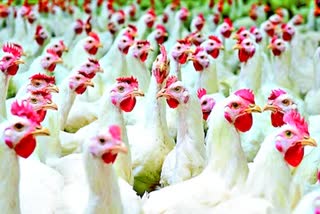 poultry sector 