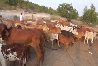 bulls missing in hatta tanda goshala at hingoli