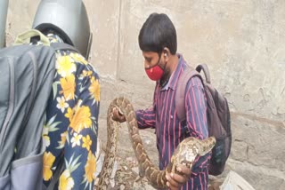 Python: జనవాసాల్లోకి కొండచిలువ.. స్థానికుల్లో ఆందోళన