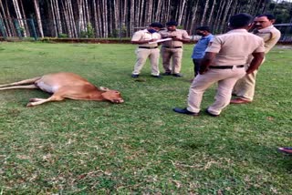 Three cow killed by poisoning in chikkamagalore district