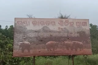 Elephant dead bodies