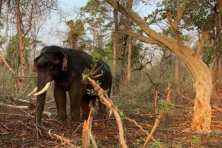 Elephant held for killing a forester Tadoba-Andhari Tiger Reserve TATR Elephant killing a forester ഡോബ-അന്ധാരി ടൈഗർ റിസർവ് ആനയെ പുനരധിവാസ കേന്ദ്രത്തിലേക്കയക്കും ആന ആക്രമിച്ചു