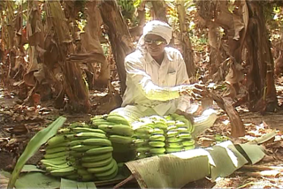 सणासुदीत केळीचा गोडवा वाढला; तब्बल साडेचार महिन्यांनी मिळाला 1 हजार रुपयांचा दर