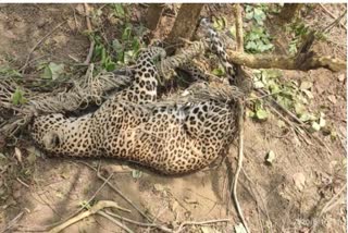 Leopard died in chandrapur