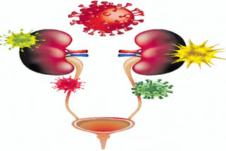 കൊവിഡ് വൃക്കയെ സാരമായി ബാധിക്കുന്നു: കൂടുതല്‍ അറിയാം കൊവിഡ് വൃക്കയെ സാരമായി ബാധിക്കുന്നു കൂടുതല്‍ അറിയാം COVID-19 TAKES TOLL ON KIDNEYS COVID
