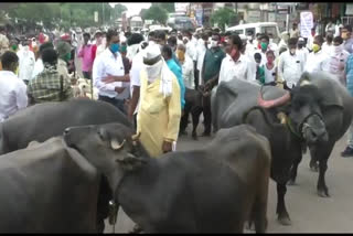 शेळया, मेंढ़या, कोंबडया अन कुत्र्यासह शेतकाऱ्यांचा रस्ता रोको..