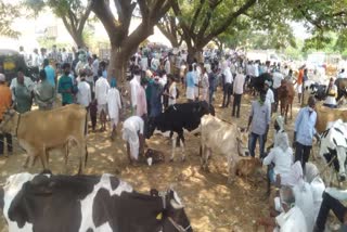 Cattle fair, cattle fair in Husnabad, corona rules violation in Husnabad cattle fair, Siddipet district news, corona outbreak in Siddipet district