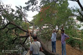 heavy rain at sirpur t mandal, trees fell due to heavy rain  