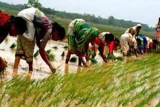 seed and fertilizer distribution