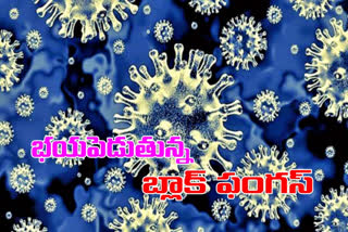 black fungus cases in ap