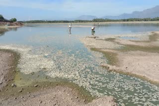 fish floated dead in  Meenakshi Lake