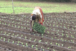 farmers interested in cabbage cultivation