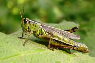 locusts attack in up