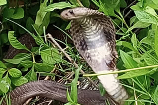 man bites snake