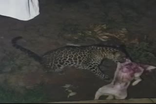 leopard attacks dog