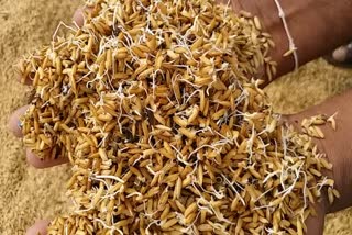 Farmers demand to buy grains at metpally karimnagar
