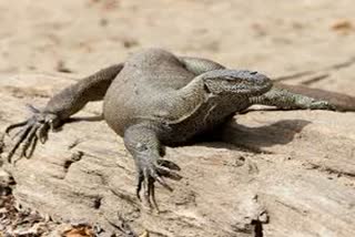 Monitor lizards