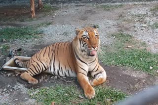 One and only safari park of West Bengal to open soon which is situated in Siliguri