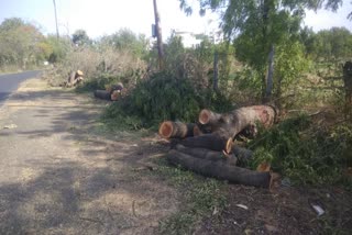 115 trees cut for road  widening