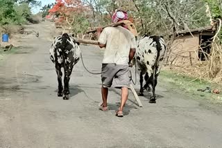 शिर्डी शेतकरी न्यूज