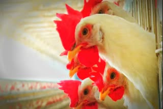 Poultry pollution - green tribunal order