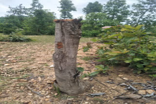 Illegal felling of trees in Gariyaband