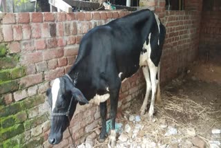 Young man caught stealing cow in Giridih