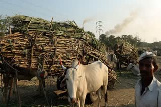 संग्रहित- ऊसाची वाहतूक