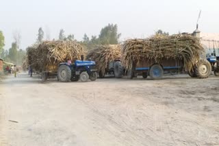 sugar mills did not pay sugarcane dues to farmers in amroha 