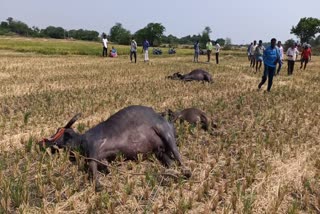 bodigapalli farmers, Buffalos died, siddipet news