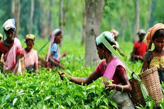 west-bengal-tea-takes-an-organic-leap