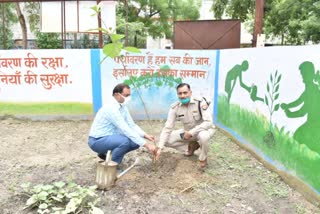 plantation in saharanpur