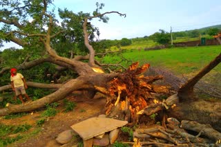 major damage due to heavy rain and thunderclap in kaimur 