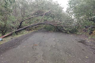 trees fall on Rajgurunagar Pite Road 