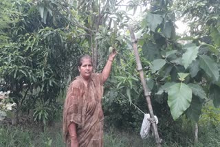 Priyanka strengthened her life by doing horticulture and agriculture in nawada