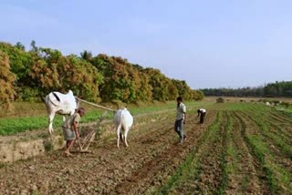 नाशिक विभागात 58773 हेक्टरवर होणार मुगाची लागवड