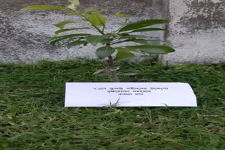 13 tree plantations of different species named after 13 martyrs in Jamuria