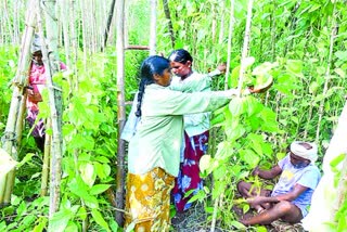  betel leef  farmers problems at chintalapudi  