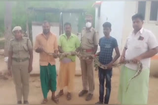 python caught in garden